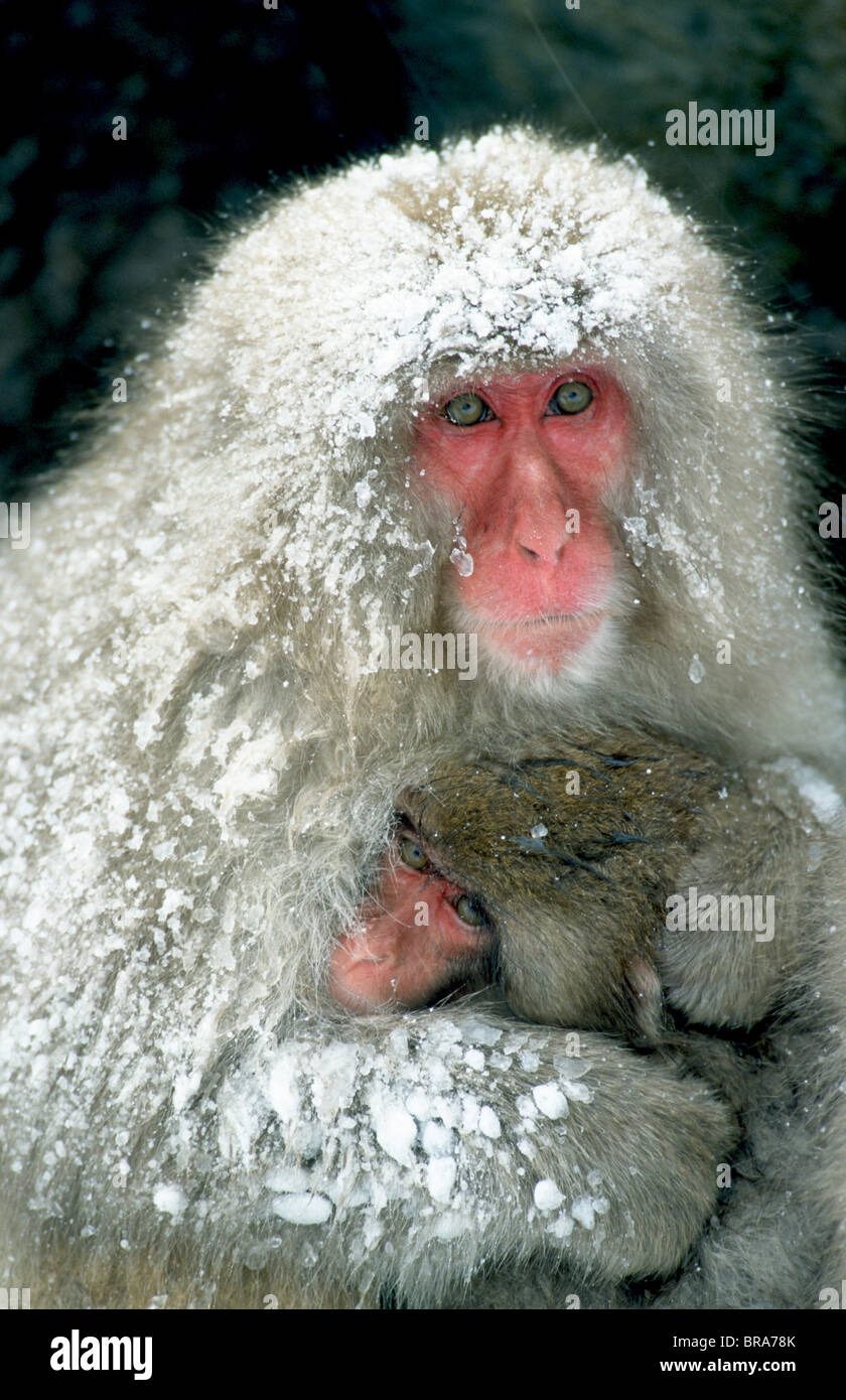 Snow Monkey japanischen Makaken mit Baby Macaca Fuscata japanischen Alpen Nagado Hells Canyon Japan Stockfoto