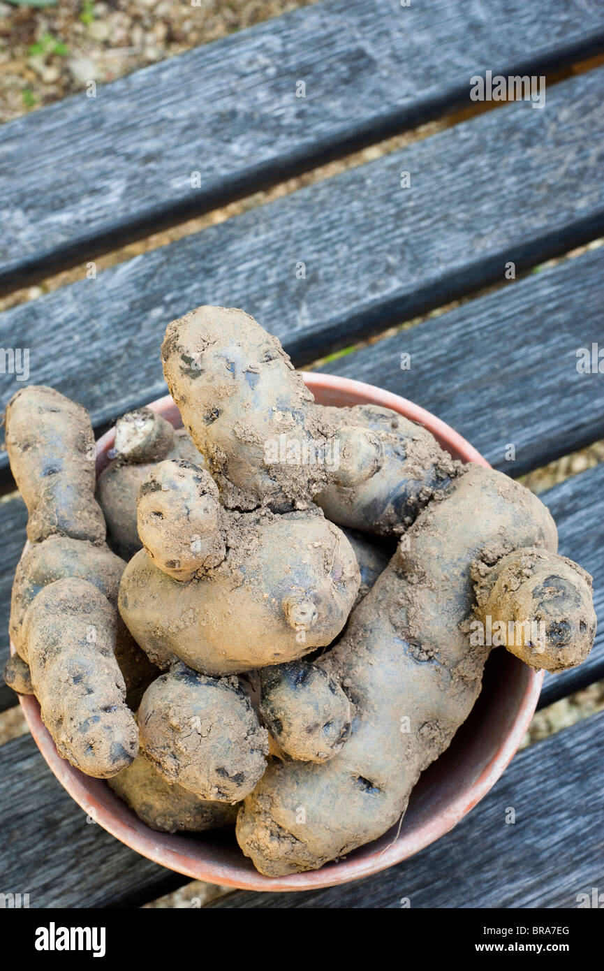 Geernteten Kartoffeln, Solanum Tuberosum "Vitelotte" auf dem Display im Painswick Rokoko Garden in The Cotswolds, Vereinigtes Königreich Stockfoto