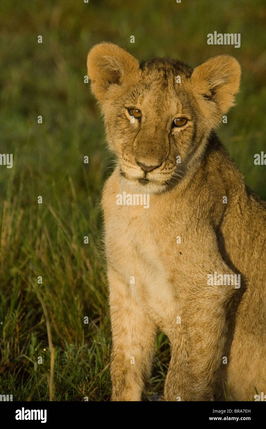 NIEDLICHE AFRICAN LION CUB Stockfoto
