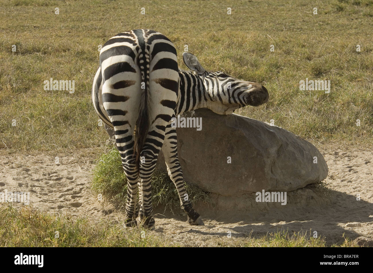 RÜCKANSICHT DES ZEBRA KRATZEN HALS AUF BOULDER MASAI MARA NATIONALRESERVAT KENIA AFRIKA Stockfoto