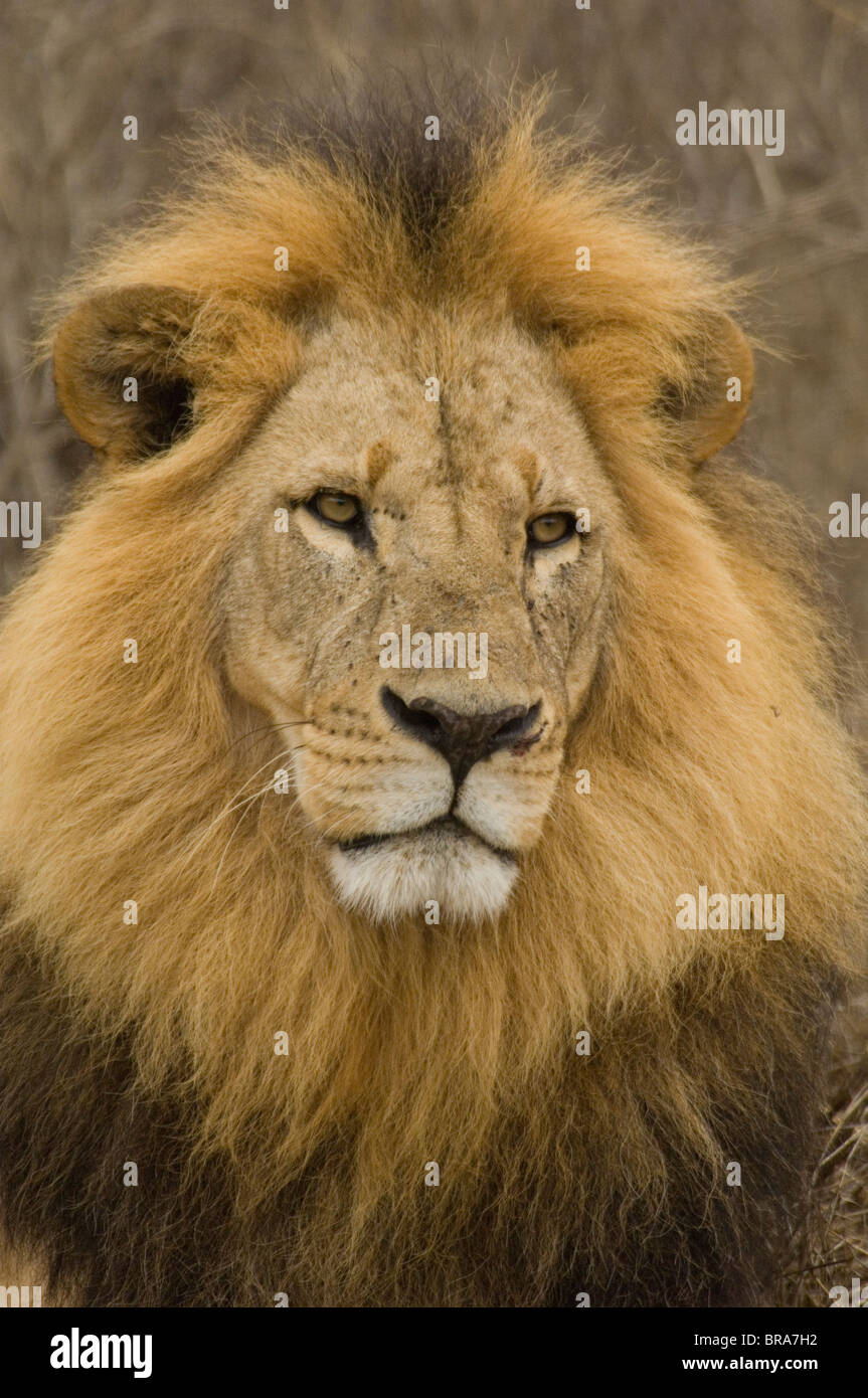 SCHWARZE MÄHNE LION LAKE NAKURU NATIONALPARK KENIA AFRIKA Stockfoto