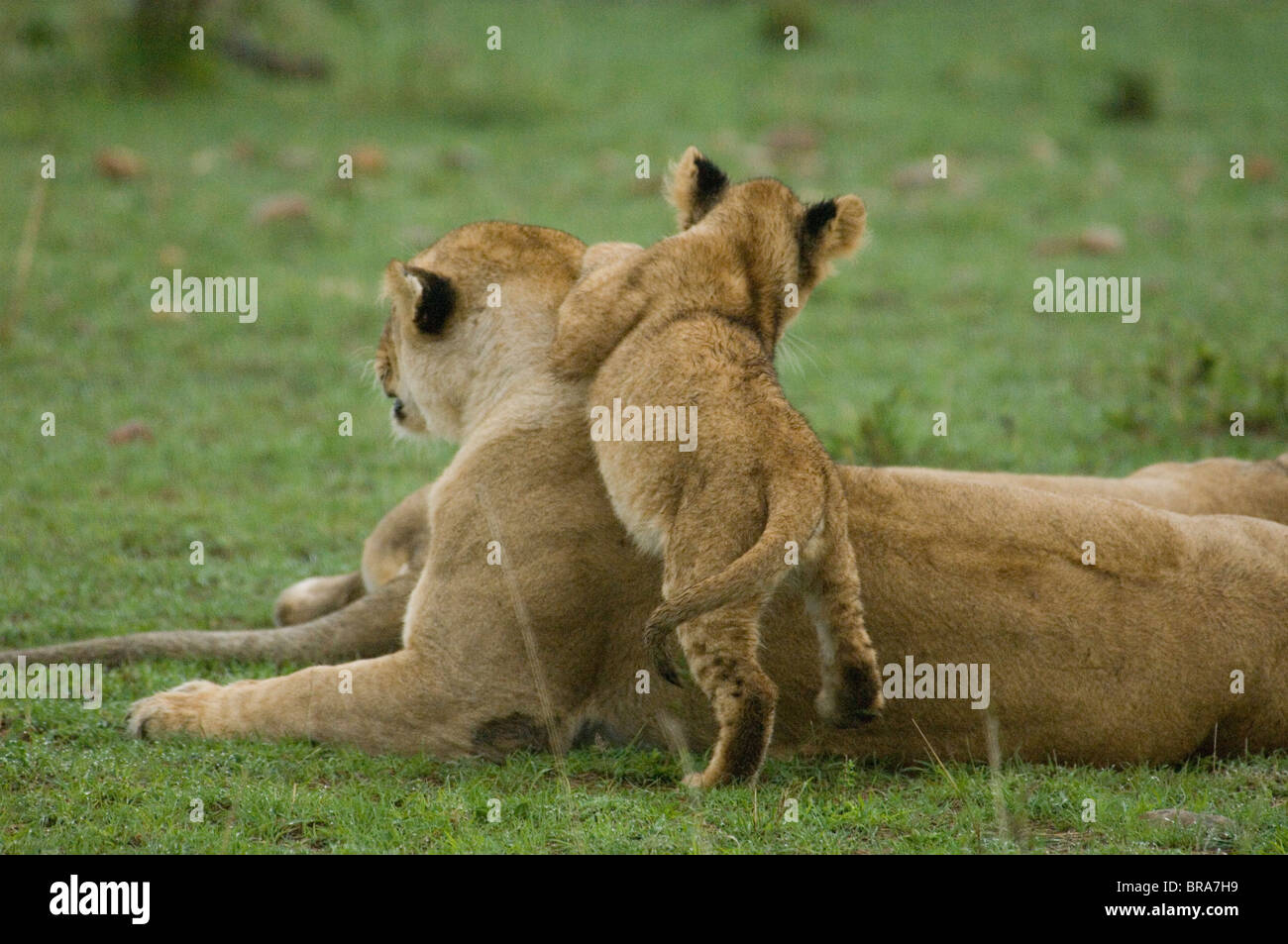 LION CUB SPRINGT AUF MUTTER LÖWIN HINTEN REAR VIEW MASAI MARA NATIONALRESERVAT KENIA AFRIKA Stockfoto