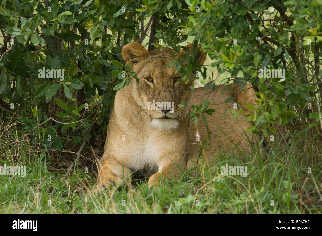 LÖWIN LIEGEND IN GRASS PEERING VON PINSEL MASAI MARA NATIONALRESERVAT KENIA AFRIKA Stockfoto