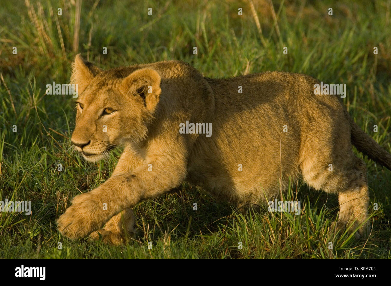Junge LION CUB KONZENTRIERT ÜBER zu stürzen, Masai Mara National Reserve Kenia Afrika Stockfoto