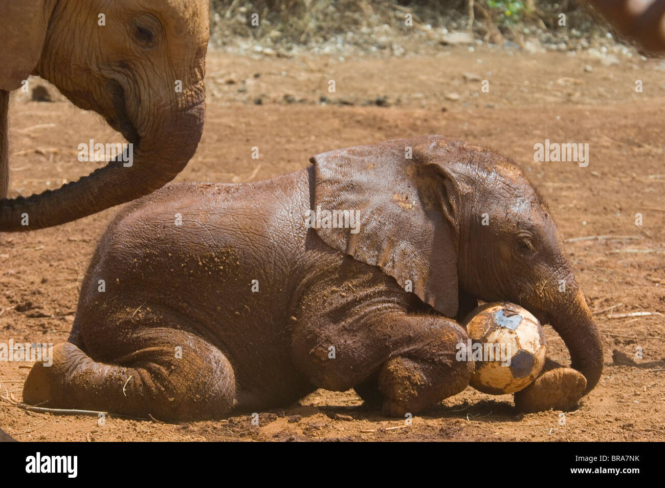 BABY-ELEFANT MIT SOCCER BALL IM SCHLAMM AM ELEFANTEN-WAISENHAUS AUßERHALB VON NAIROBI KENIA AFRIKA Stockfoto