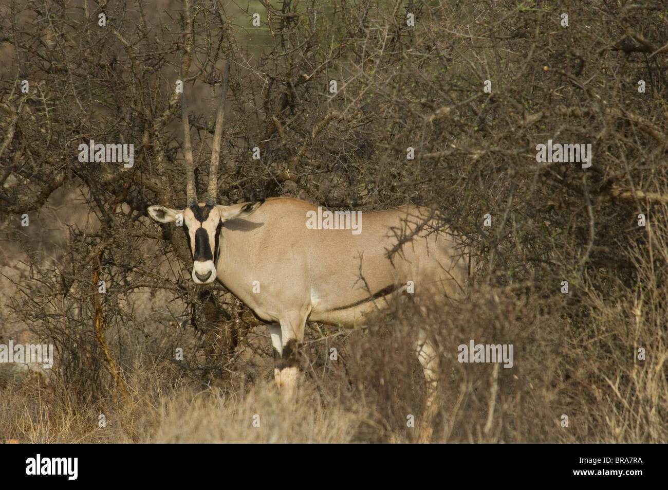 ORYX PEERING AUS dornige Bürste Samburu National Reserve Kenia Afrika Stockfoto