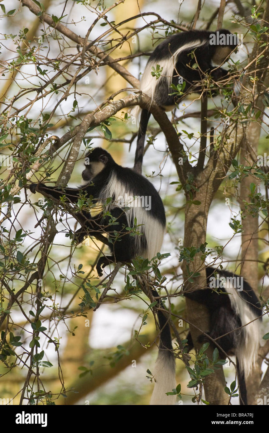 COLOBUS-AFFEN IM TREE LAKE NAKURU NATIONALPARK KENIA AFRIKA Stockfoto