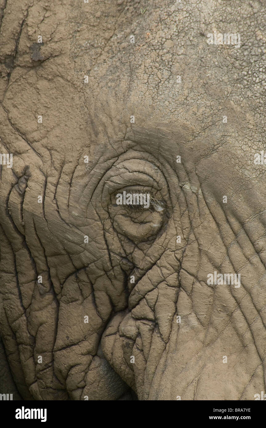 EXTREME CLOSE-UP VON ELEFANTEN AUGE UND faltige Haut Serengeti Nationalpark in Tansania AFRIKA Stockfoto