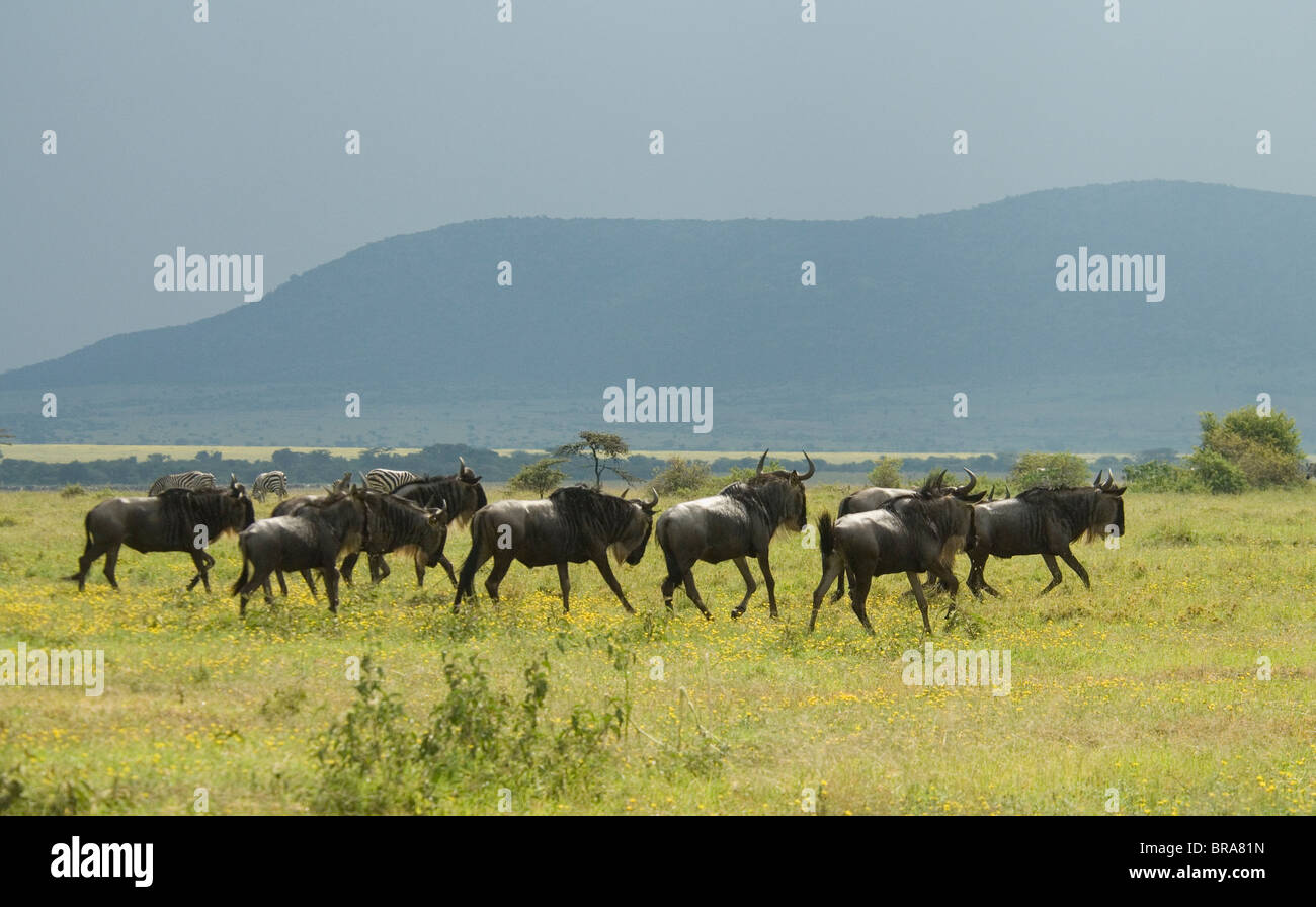 GNUS GNUS LAUFEN IN EBENEN MASAI MARA NATIONALRESERVAT KENIA AFRIKA Stockfoto