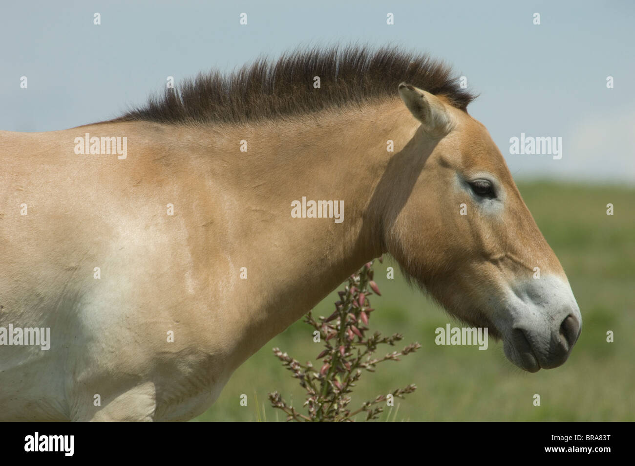 PRZEWALSKI'S HORSE EQUIDEN gefährdeten Arten Kopf geschossen PROFIL AFRIKA Stockfoto