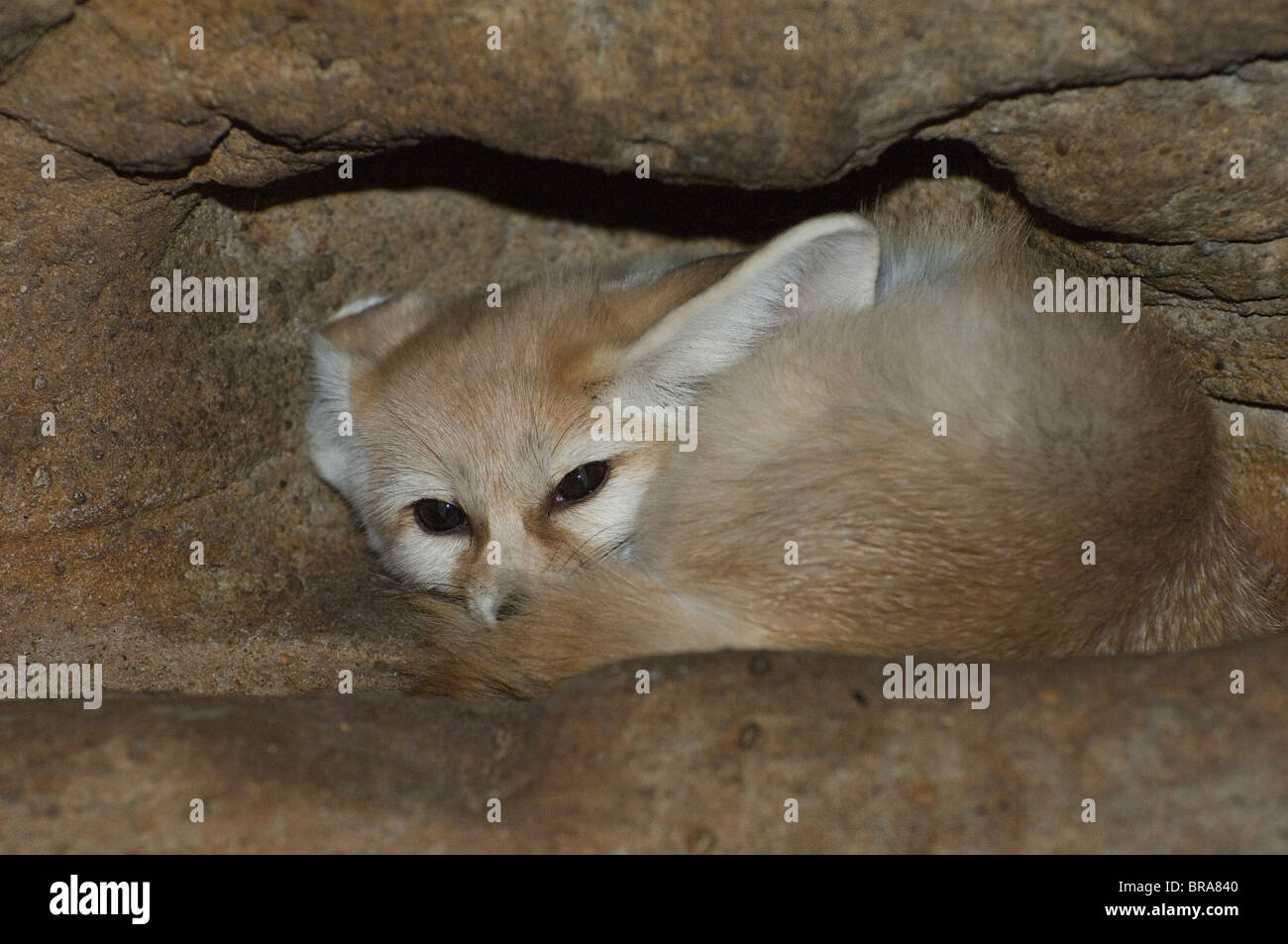 FENNEC FOX VERSTECKT IN EINEM FUCHSBAU-AFRIKA Stockfoto