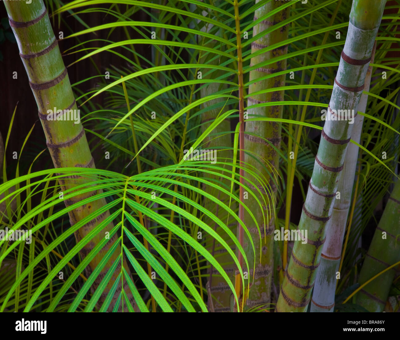 Kauai, HI tropischen Garten Farne und Palmen auf Kauais North Shore in der Nähe von Ha'ena Stockfoto