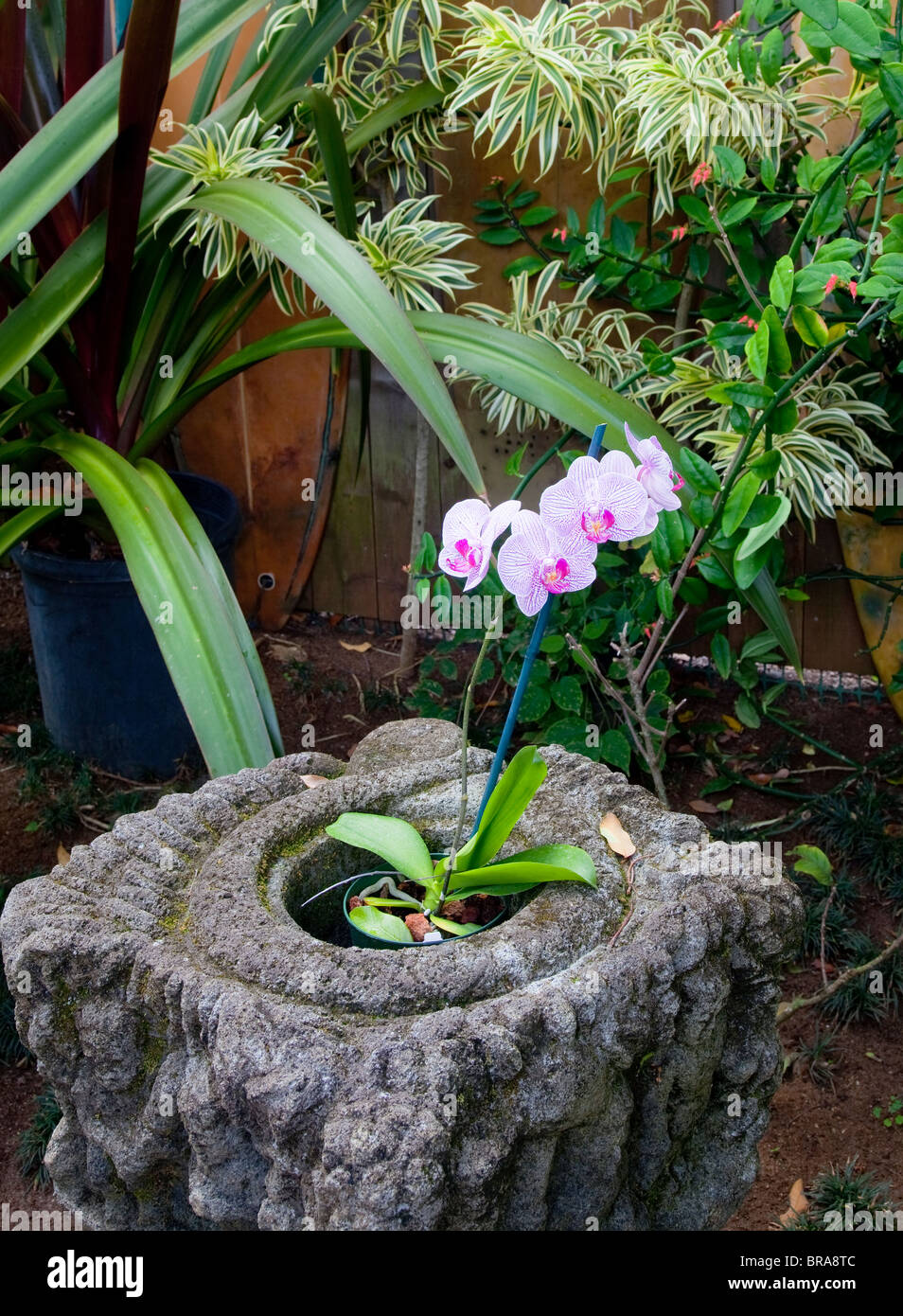 Hanalei, Kauai, Hawaii: Garten Detail des Hauses Kauai Surfboard - Orchidee Stockfoto