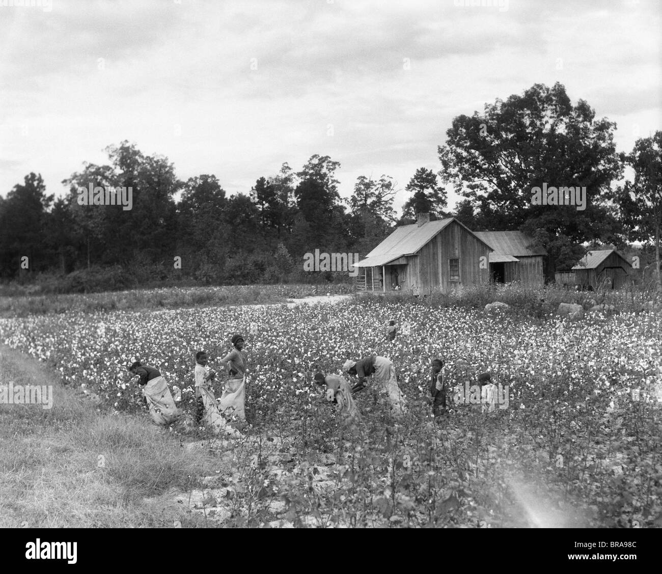 1930ER JAHRE AFRO-AMERIKANISCHE FAMILIE AUF MIETER BAUERNHOF PFLÜCKEN BAUMWOLLE IN SOUTH CAROLINA Stockfoto