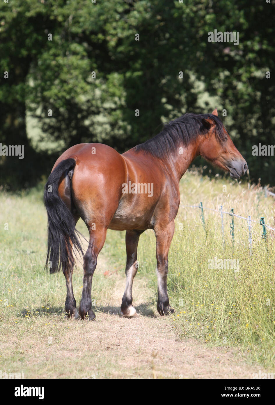 Eine schöne Bucht Welsh Cob Stockfoto