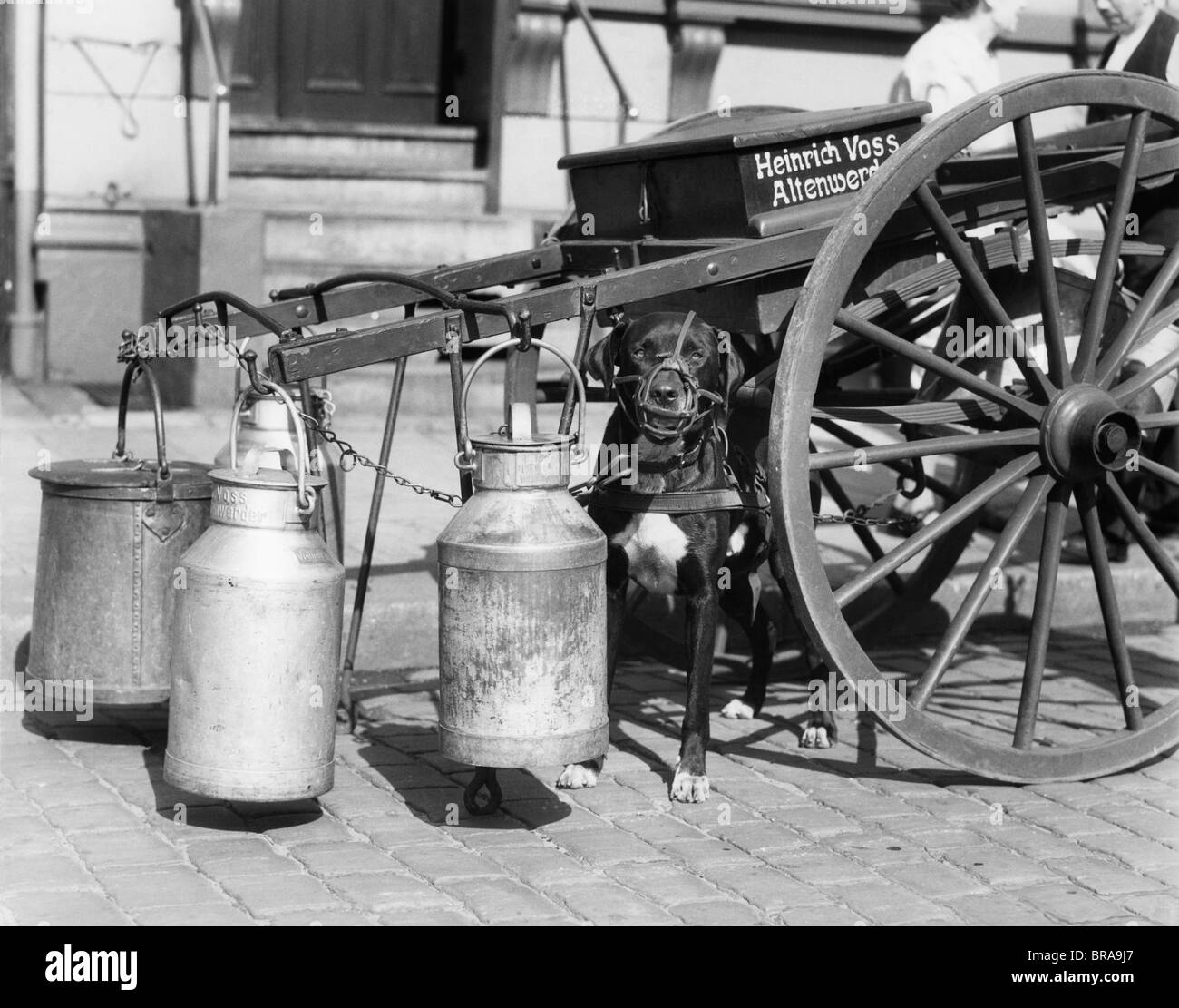 1930ER JAHREN MAULKORB HUND VERWENDET, UM MILCH WAGEN SITZEN UNTER DER KARRE HAMBURG DEUTSCHLAND ZIEHEN Stockfoto