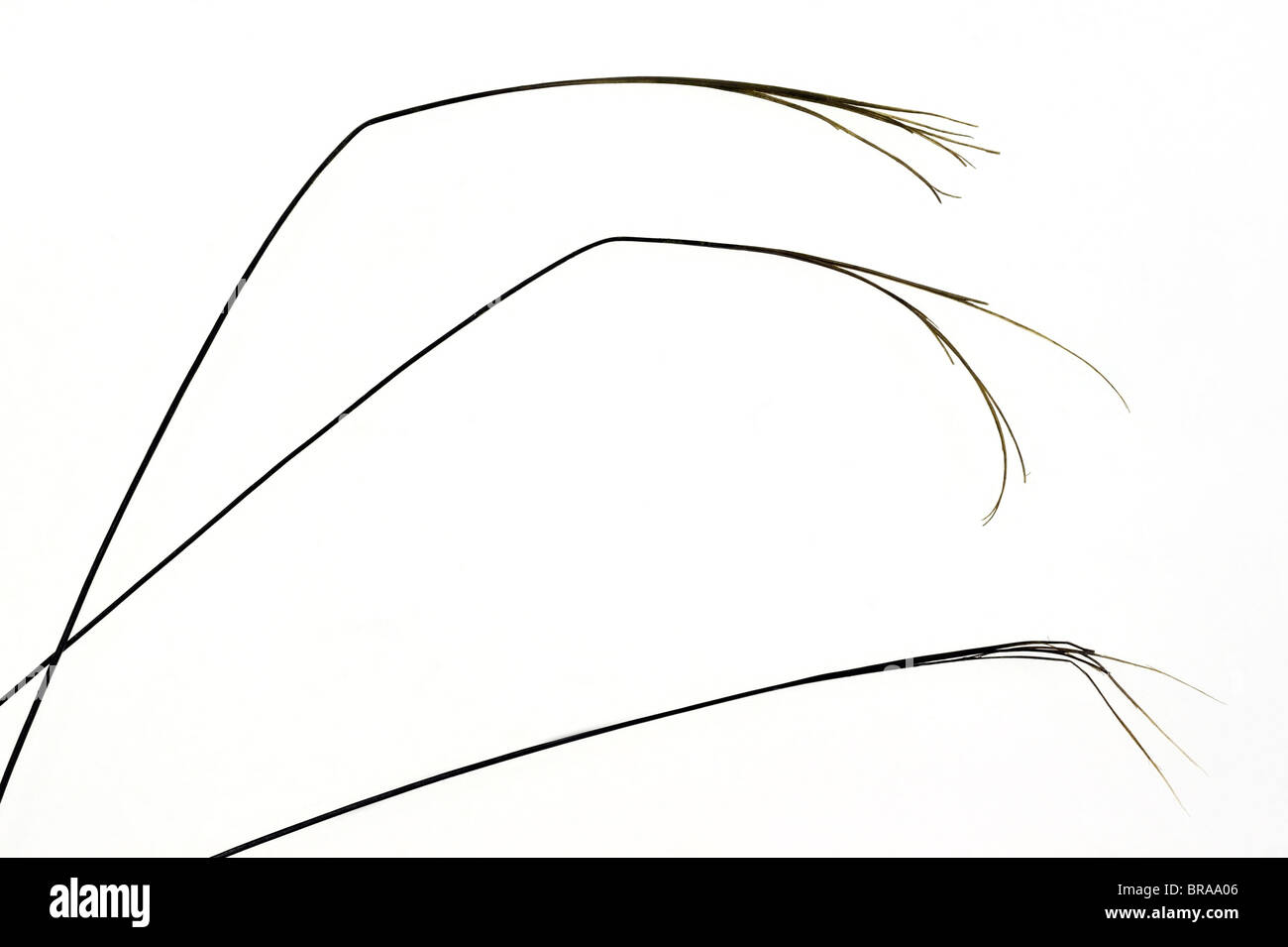 Nahaufnahme von Split Dachs Haare (Meles Meles) Stockfoto