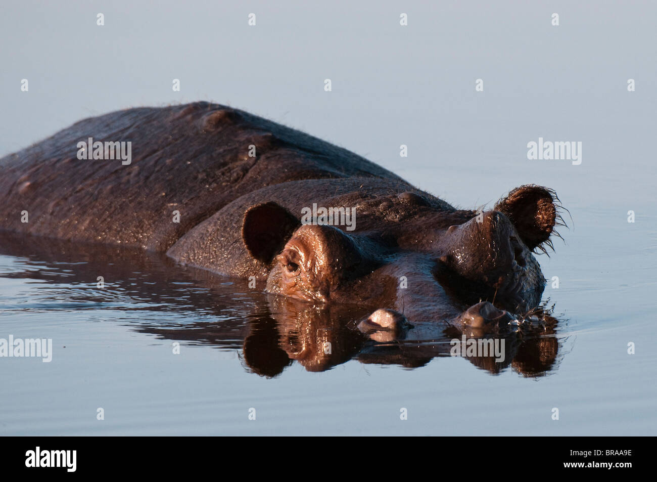 Flusspferd (Hippopotamus Amphibius), Savute Kanal, Linyanti, Botswana, Afrika Stockfoto