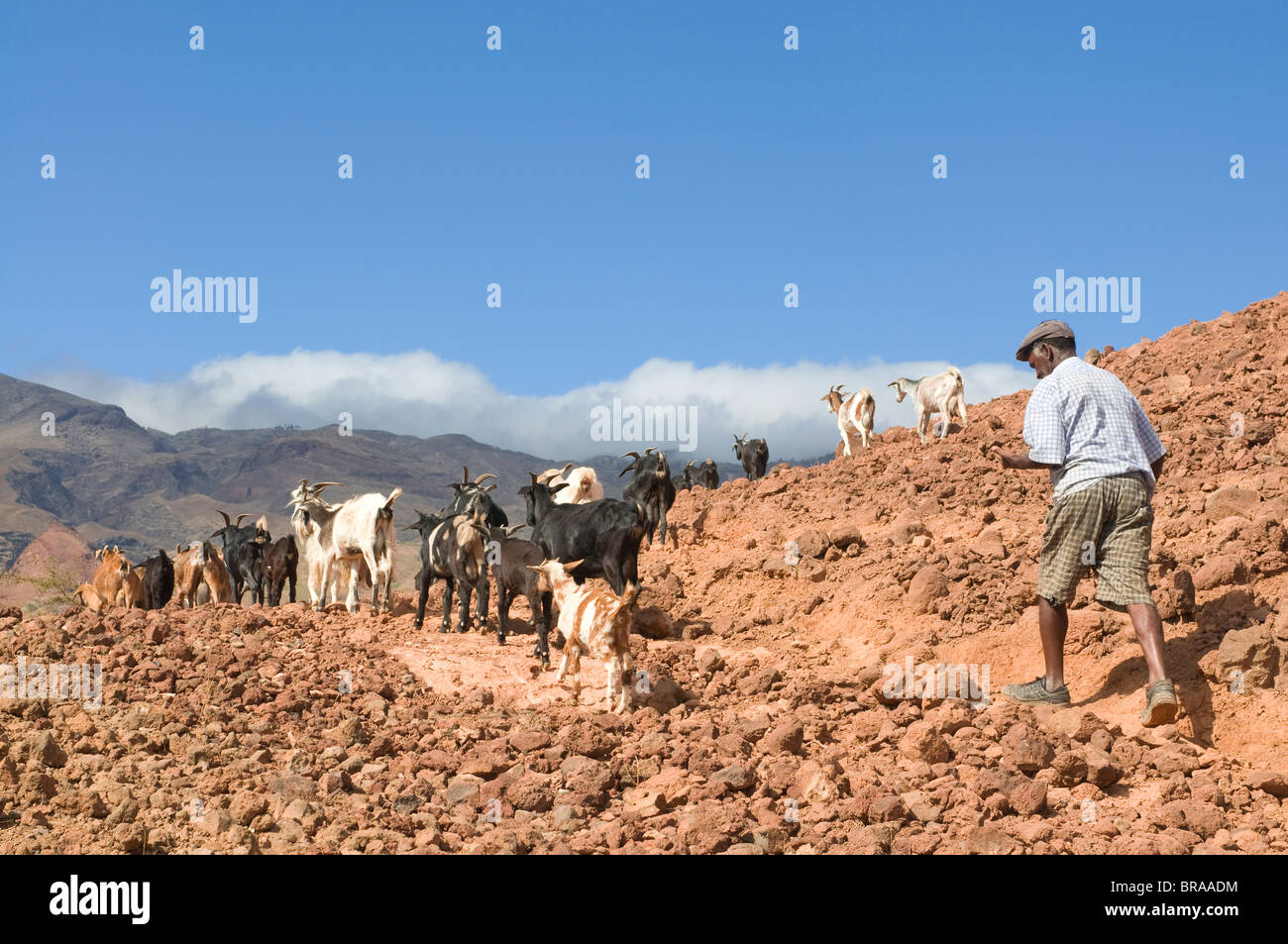 Bauer mit seinen Ziegen in Felslandschaft, San Antao, Kapverdische Inseln, Afrika Stockfoto