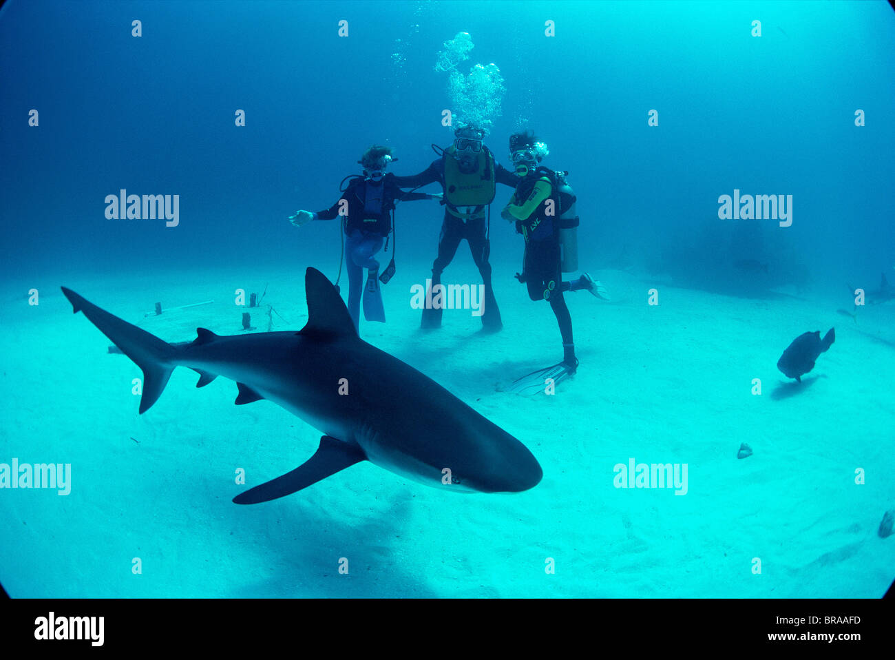 Vater und Söhne beobachten Karibische Riffhaie. {Carcharhinus Perezi} Bahamas. -Modell veröffentlicht. Stockfoto