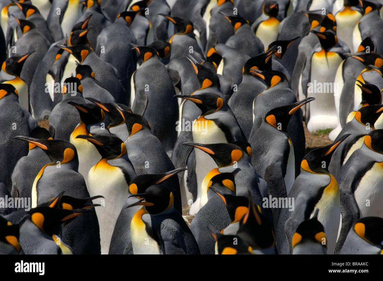 König Pinguin {Aptenodytes Patagonicus} Brutkolonie, Falkland-Inseln Stockfoto