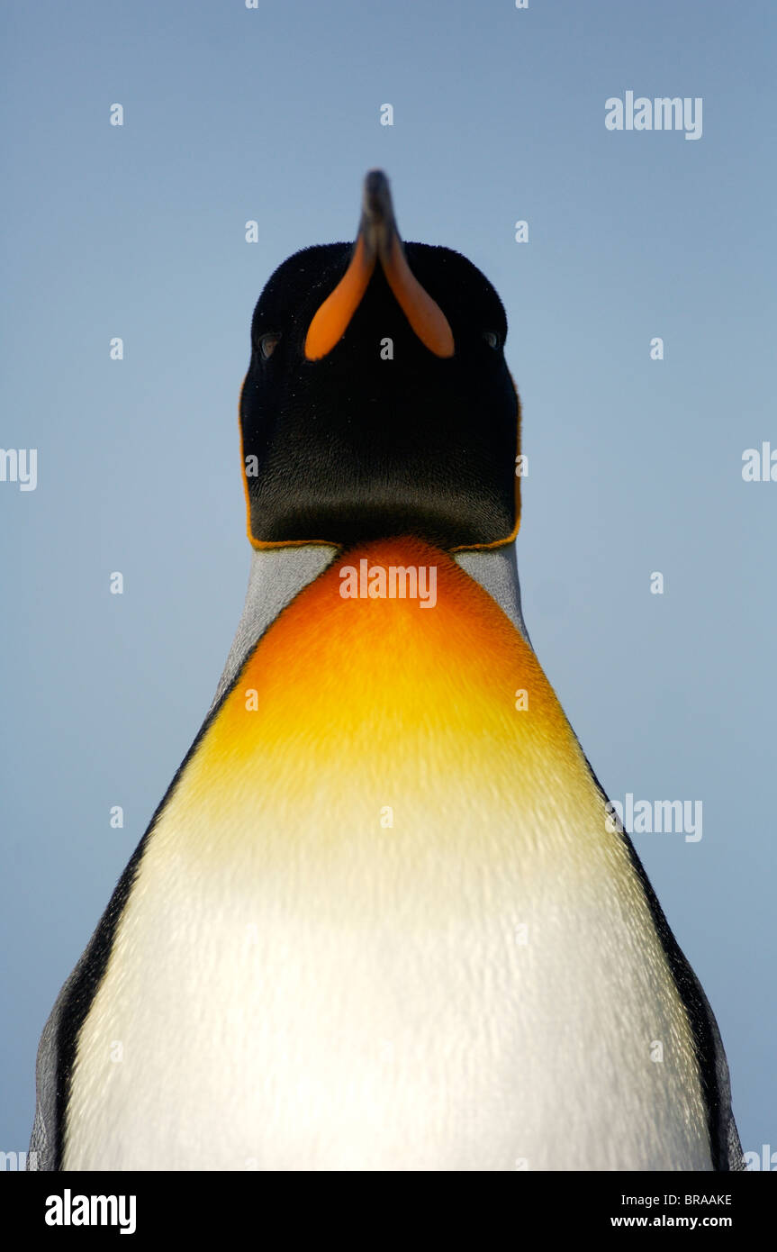 König Pinguin {Aptenodytes Patagonicus} Portrait, Falkland-Inseln. Stockfoto