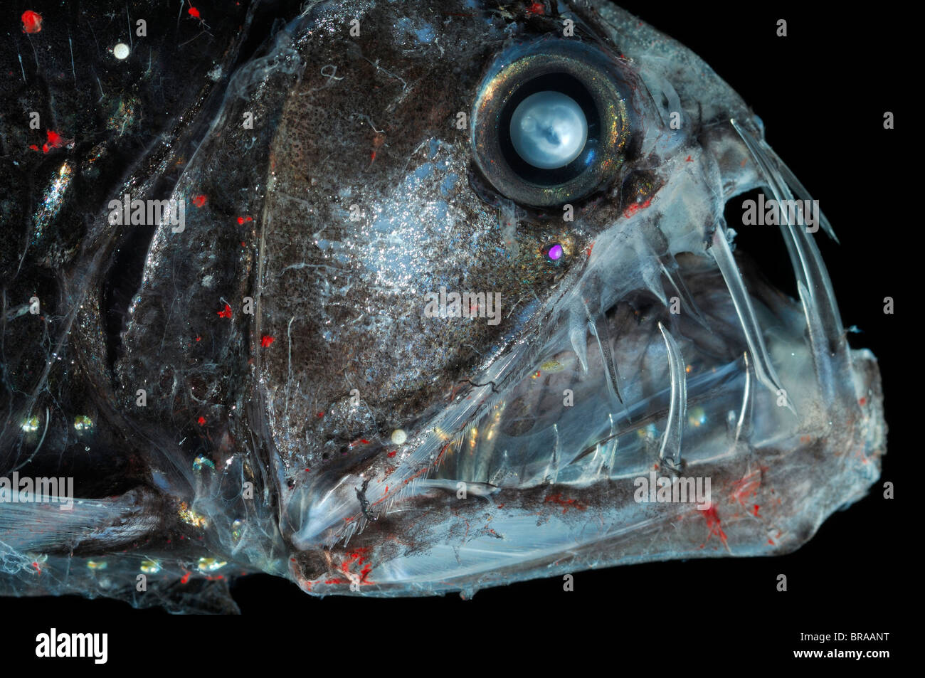Deep Sea Viperfisch {Chauliodus Sloani} mit Chromatophoren und Biolumineszenz, Atlantik Stockfoto