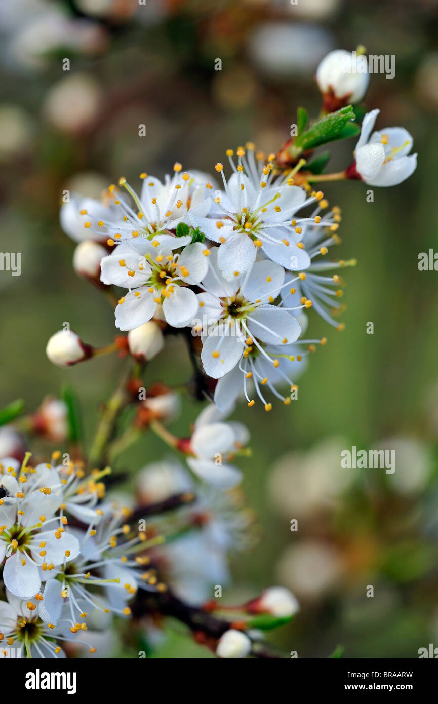 Nahaufnahme von Schlehe Busch / Schlehe (Prunus Spinosa) blüht im Frühjahr, Luxemburg Stockfoto