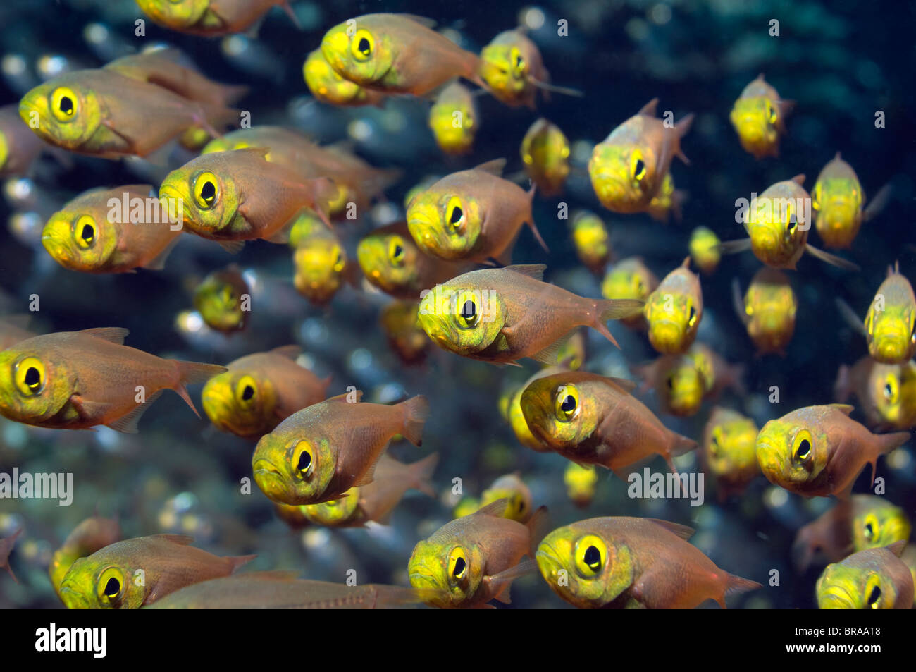 Fischschwarm von Pygmäen Kehrmaschinen (beginnt Ransonetti), Andamanensee, Thailand Stockfoto