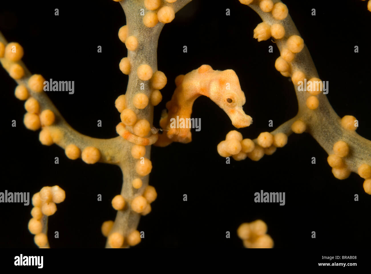 Gelbe Pygmäen-Seepferdchen {Hippocampus sp} getarnt unter Korallen, Indo-Pazifik Stockfoto