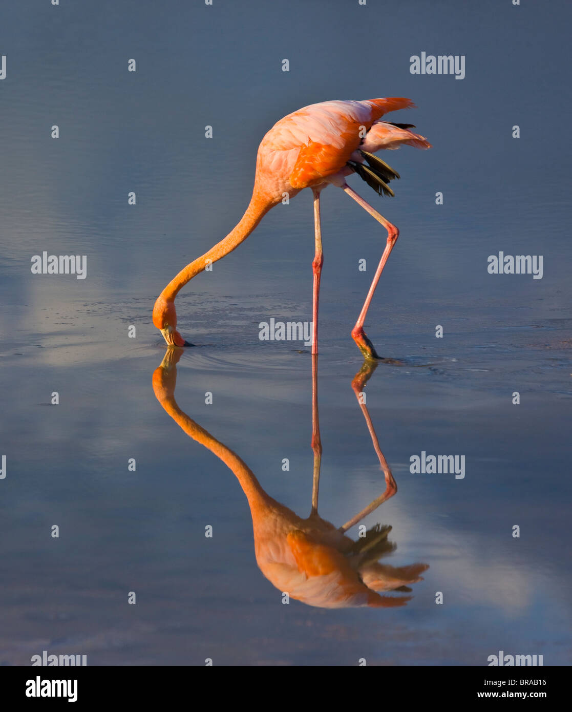 Rosaflamingo {Phoenicopterus Ruber} Fütterung in der Lagune, Isabela Island, Galapagos, Januar Stockfoto