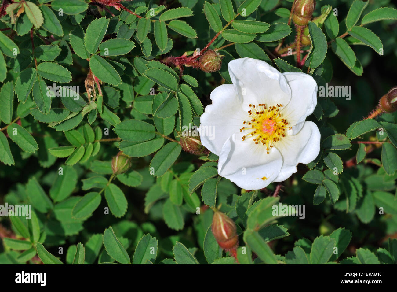 Burnet stieg in Blüte (Rosa Pimpinellifolia / Rosa La), Belgien Stockfoto