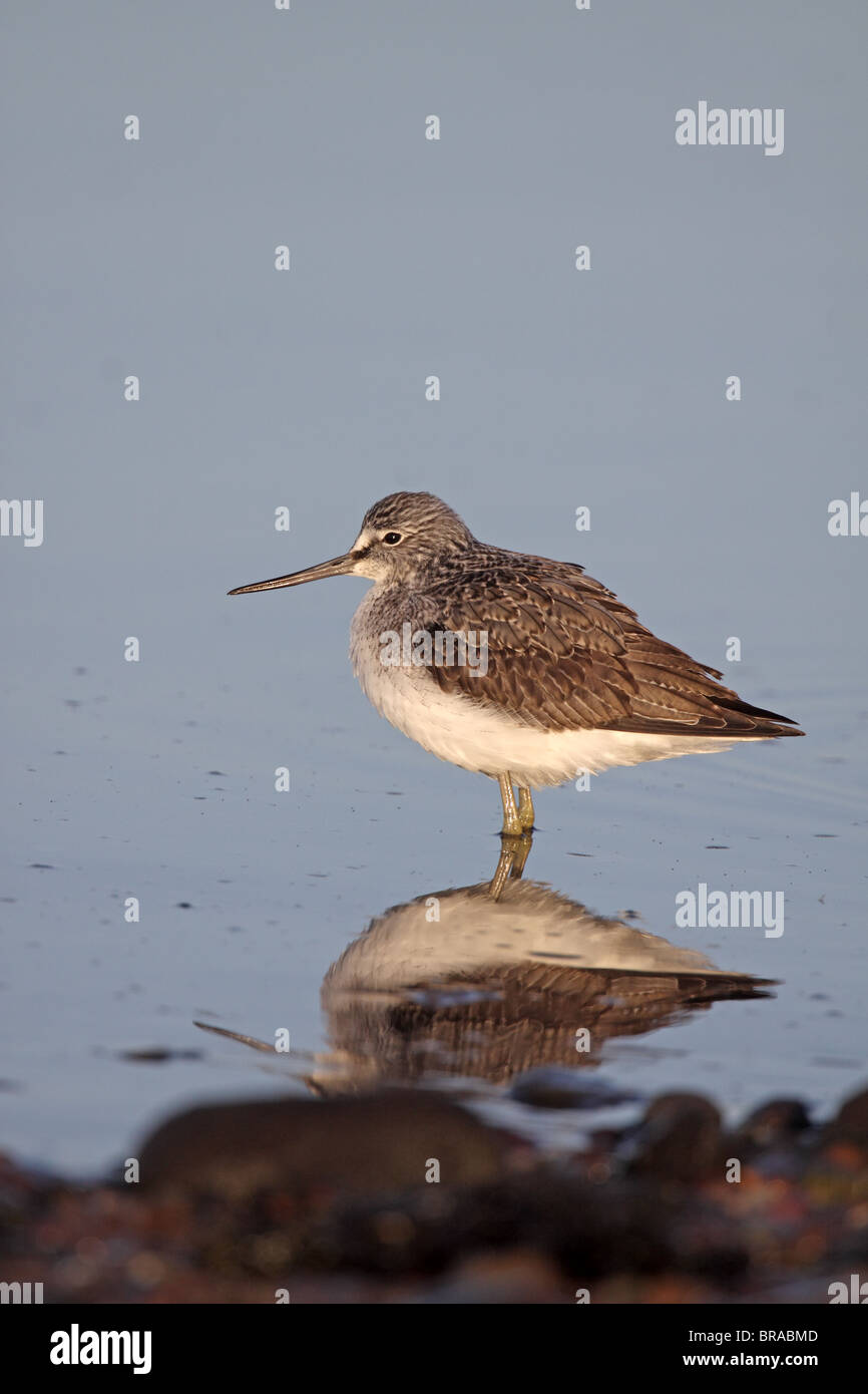 Grünschenkel Tringa Nebularia mit Reflexion Stockfoto