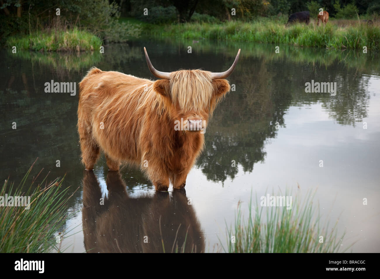Highland Cattle Bos taurus in Dorf Teich an Hanworth gemeinsame Norfolk Stockfoto