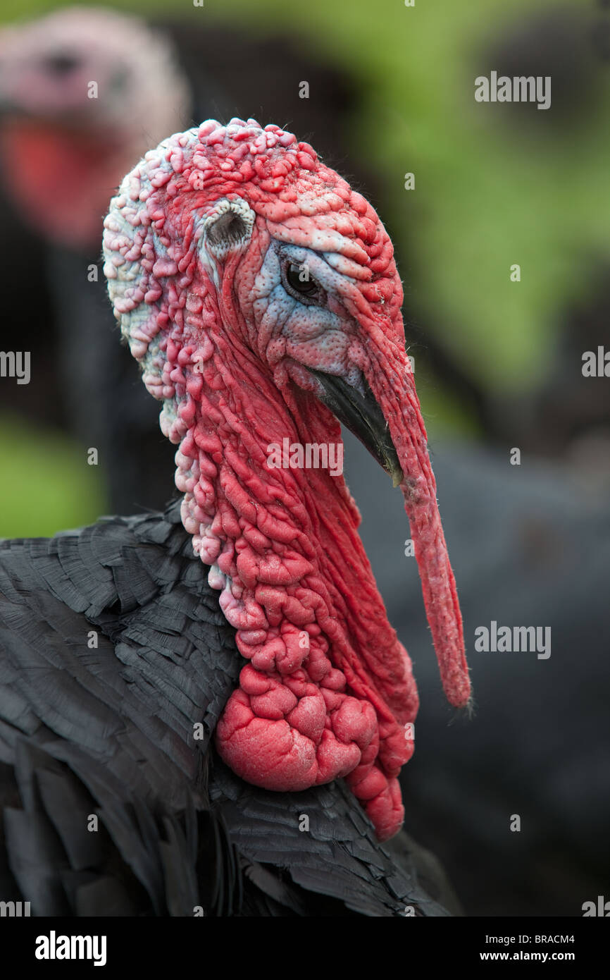 Norfolk schwarz Türkei Porträt auf Kleinbetrieb Stockfoto