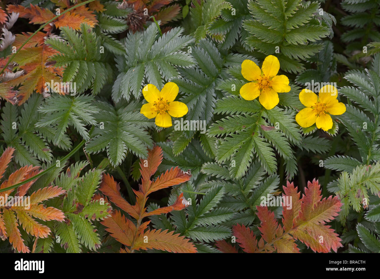 Silverweed Pontilla Anscerina in Blüte mit verlässt Farbwechsel Stockfoto