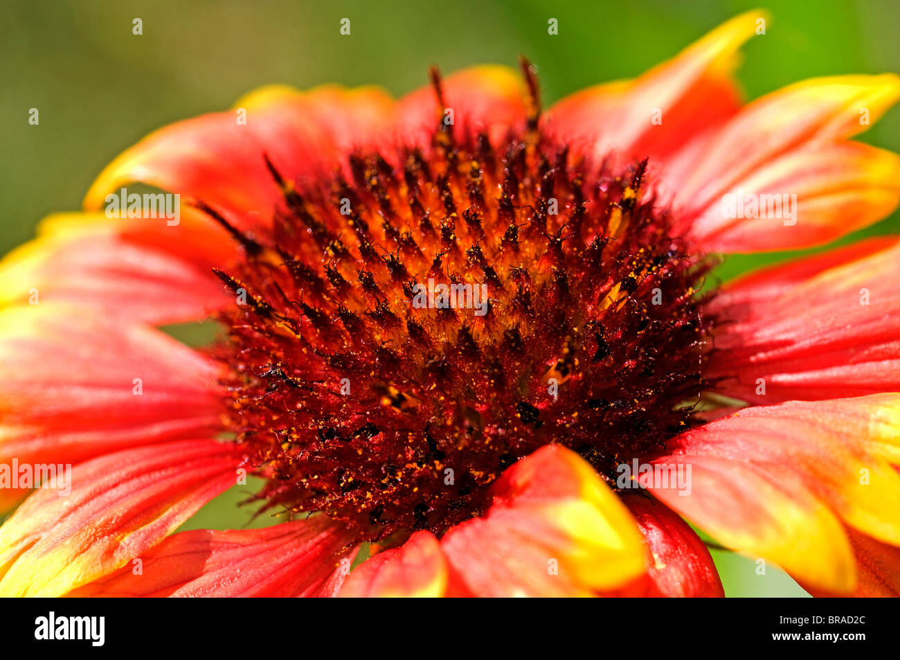 Firewheel Blütenblätter Stockfoto