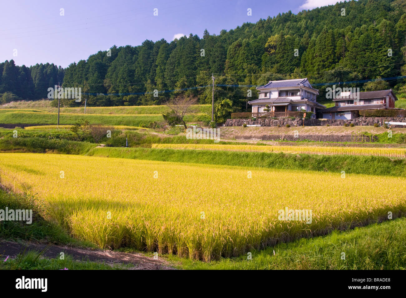 Reisterrassen reif für die Ernte, in der Nähe von Oita, Kyushu, Japan, Asien Stockfoto