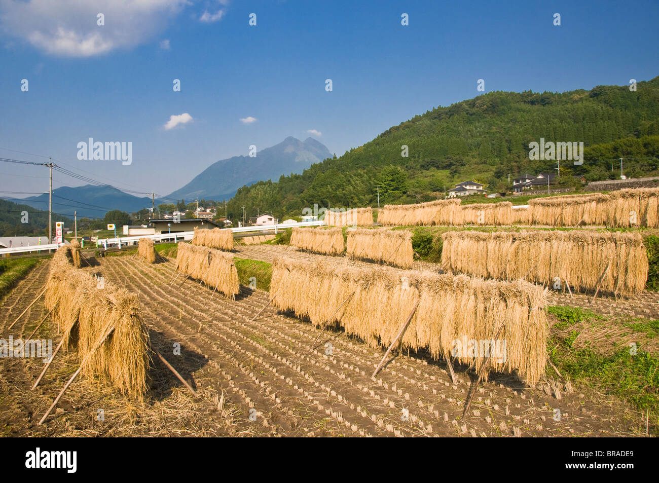 Garben kürzlich geernteten Reis hängen zum Trocknen, Yufuin, Oita, Kyushu, Japan, Asien Stockfoto
