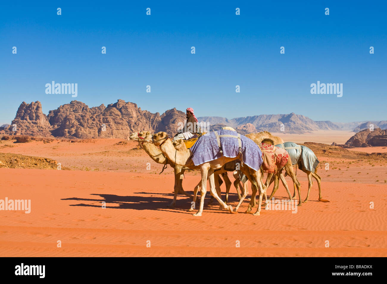 Kamel-Karawane in die atemberaubende Wüstenlandschaft von Wadi Rum, Jordanien, Naher Osten Stockfoto