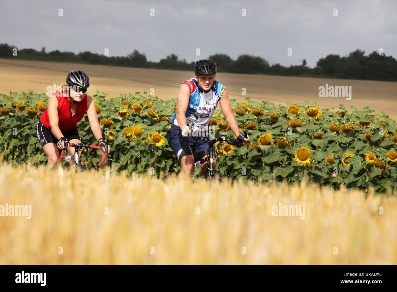 Ein junger Mann und junge Frau in voller Radsport Ausrüstung Rennrad durch Weizenfelder mit Sonnenblumen wachsen im Hintergrund. Stockfoto