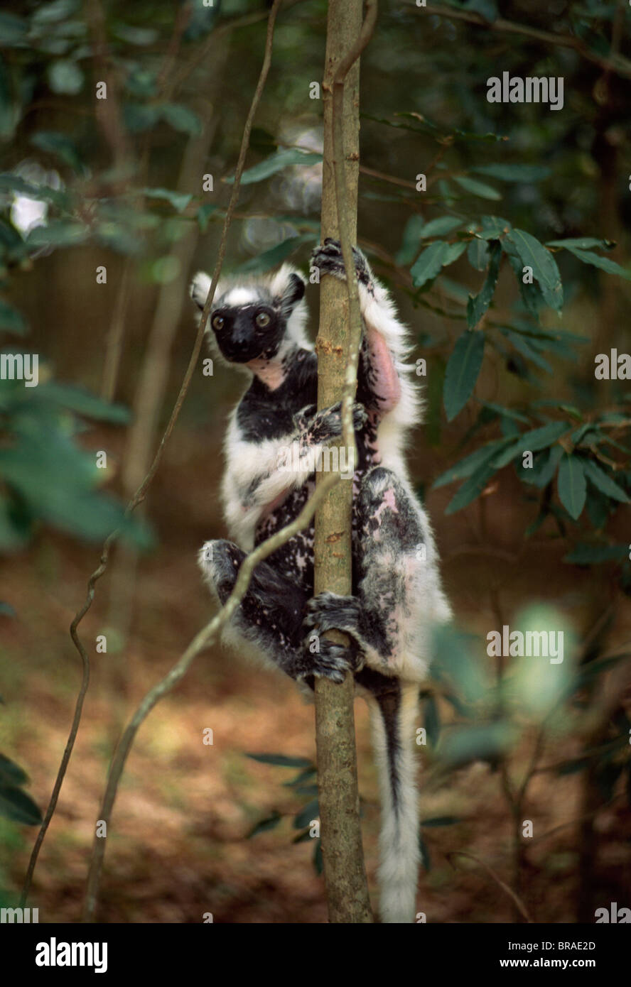Verreaux Sifaka (Propithecus Verreauxi), eine ältere Opa in trockenem Laubwald, Berenty Reservat, Süd-Madagaskar Stockfoto