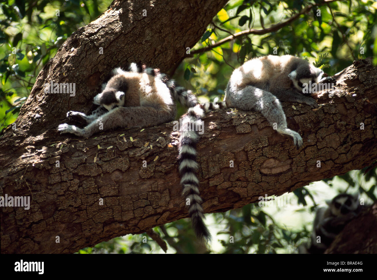 Kattas (Lemur Catta) ruht auf Baum, Berenty, Süd-Madagaskar, Afrika Stockfoto