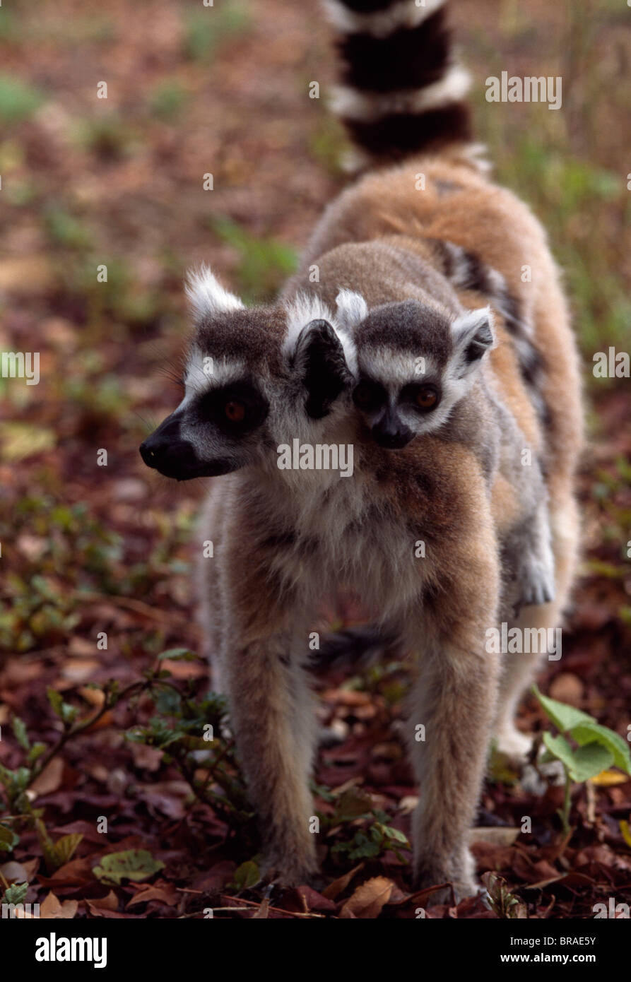 Kattas Lemuren (Lemur Catta) Mutter mit Baby auf dem Rücken zu Fuß, Berenty, Süd-Madagaskar, Afrika Stockfoto