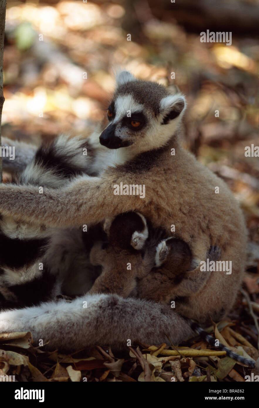 Katta-Lemuren (Lemur Catta)-Mutter mit zwei Babys, Berenty, Süd-Madagaskar, Afrika Stockfoto