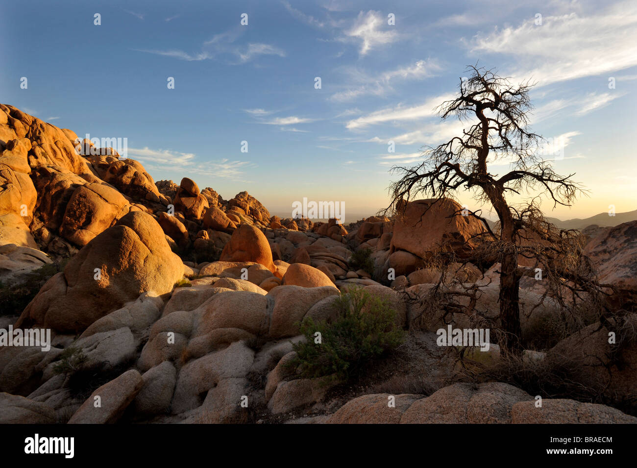 Joshua Tree Nationalpark Arizona Stockfoto