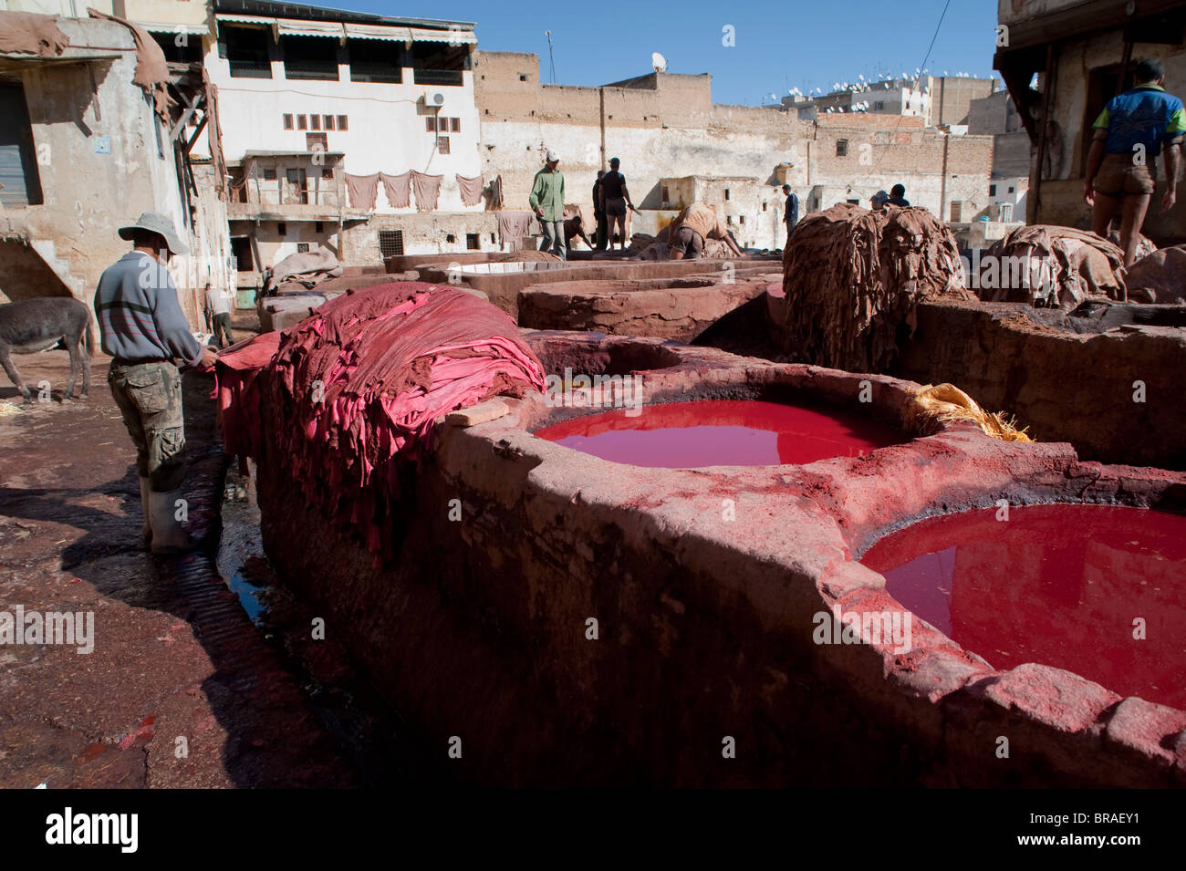 Fes Gerberei, Fez, Marokko, Nordafrika, Afrika Stockfoto