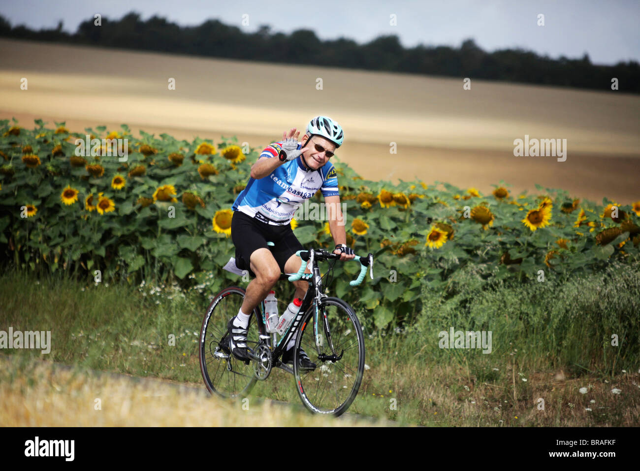 Ein Mann in voller Radsport Ausrüstung Rennrad durch Weizenfelder mit Sonnenblumen wachsen im Hintergrund winken in die Kamera. Stockfoto