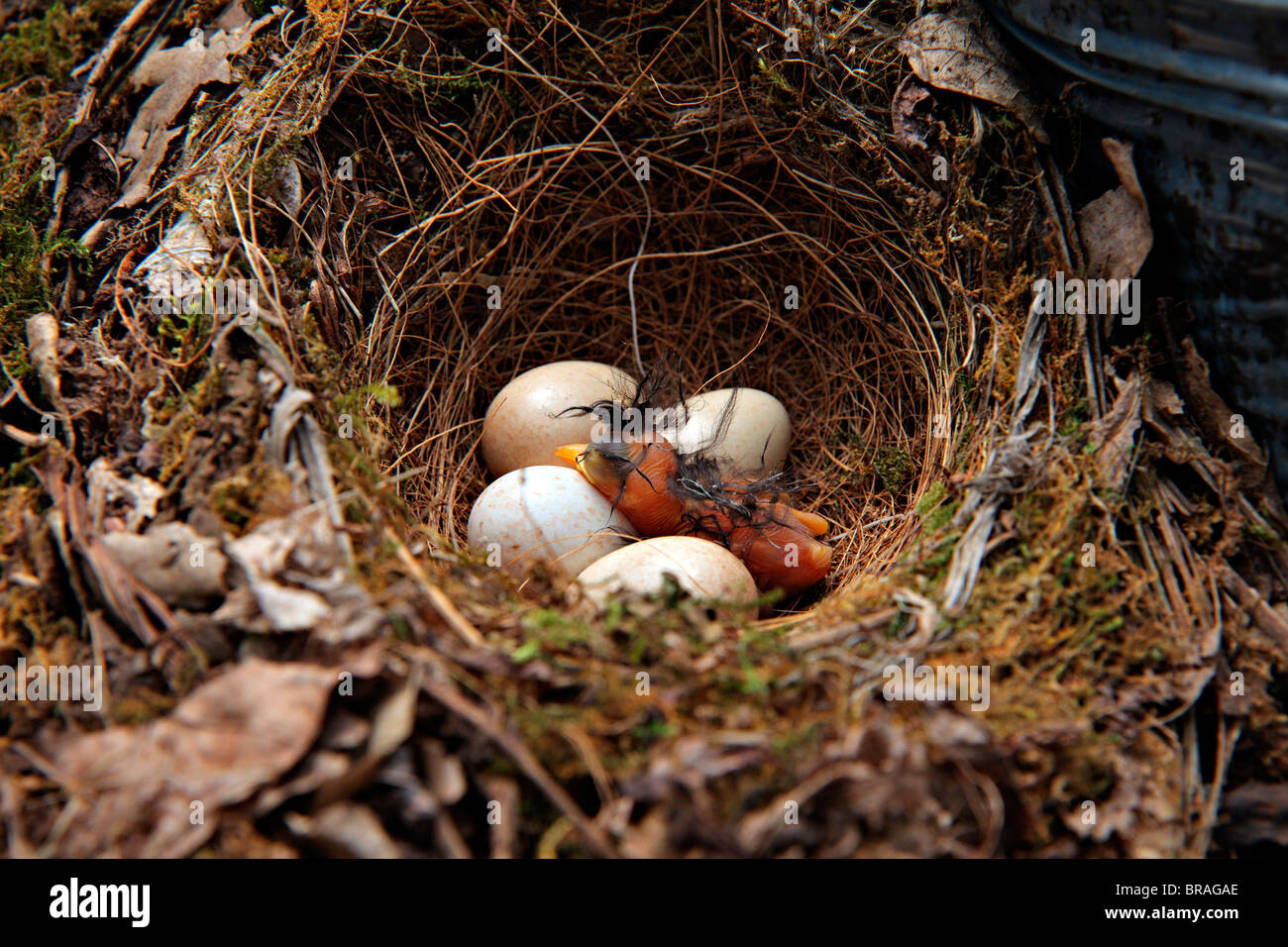 Ersten Jungtier, Robins nest Stockfoto