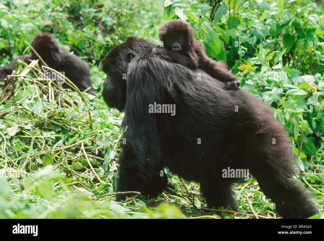 Weibliche Berggorillas (Gorilla g. Beringei) mit Kleinkind auf Rücken, Virunga-Vulkane, Ruanda, Afrika Stockfoto